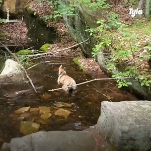 410K views · 5.9K reactions | These doggos are the cutest little fur babies 藍 | LADbible Australia | Facebook