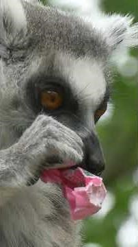 Madagascar : Le Monde Perdu de la Nature