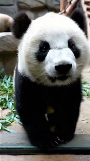 Adorable Bear Staring Into the Camera – Too Cute to Handle!