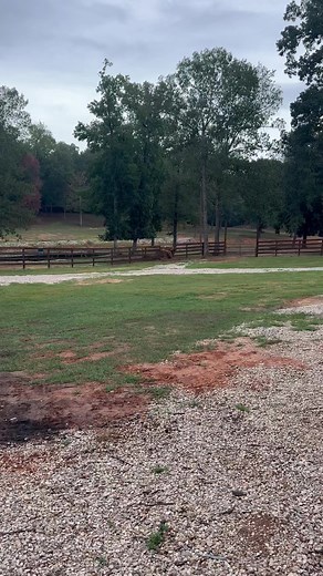 Is he stuck? #bull #longhorn #lol #cows #cattle #ranch #texas #laugh #stuck | Ima Survivor Donkey and Farm Animal Sanctuary