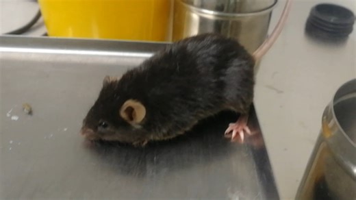 小鼠MPTP 急性中毒：帕金森病模型小鼠避雷