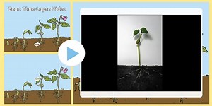 Bean Time-Lapse Video PowerPoint