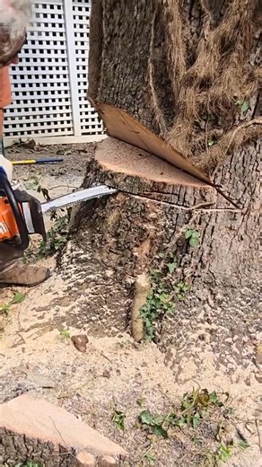big size cutting Now Tree #usa #treework #treeremoval #treeservice #treeclimber #Treecuting #unitedstates #Foryou | Agriculture &Tree-cutting