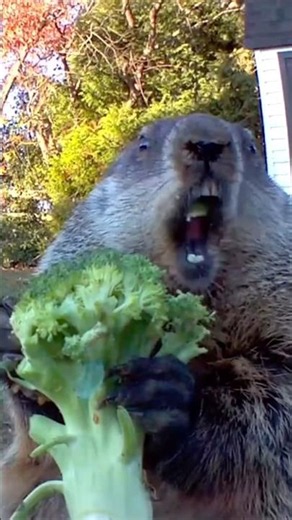 OG Chunk the Groundhog 🥕