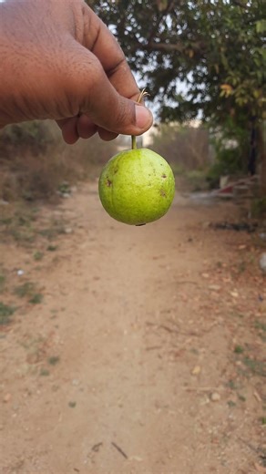 Guava Tree guava fruit