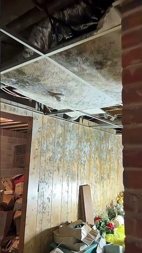 Basement Mold Inspection | What Hidden Mold Looks Like in Your Home |