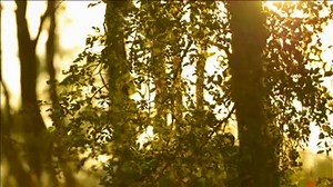 225 reactions · 111 shares | Curious about the Hyatt Lost Pines experience? Check out our #resort video to see all that comes with our luxurious #Texas Wilderness Escape. | Hyatt Regency Lost Pines Resort and Spa | Facebook