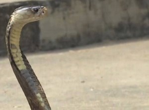Des soldats apprennent ce qu’il faut faire pour ne pas être empoisonné par des serpents, des araignées et des scorpions, mais aussi ils apprennent aussi comment les manger. | BBC News Afrique