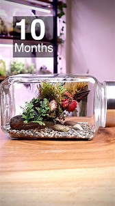 83K views · 924 reactions | Mounted Driftwood Terrarium after 10 Months #terrarium #scape #terrascape #mountedplants #driftwood #reelsfb | The Urban Nemophilist | Facebook