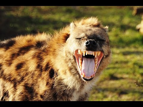 Documentaire Animalier - HYENE, l'Animal Mal Aimé ( reportage choc en français sur les animaux)