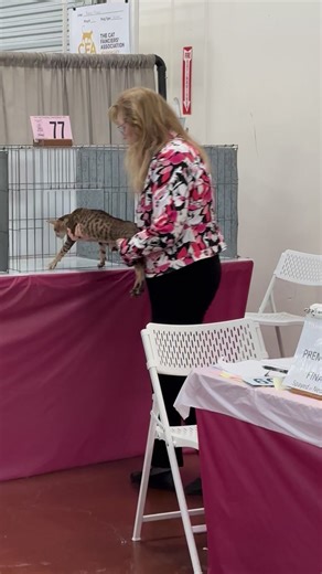 18K views · 266 reactions | CH SanToi PatternFlying of UltraVires in her seventh ring at Santa Clara | UltraVires Oriental Shorthairs | Facebook