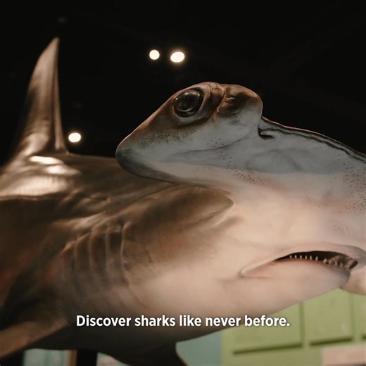 Go beyond the bite and see sharks like never before. Discover the surprising side of these misunderstood ocean predators in this blockbuster exhibition. On now at Auckland Museum. | Auckland Museum