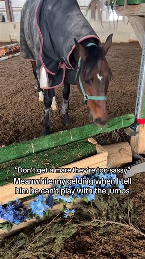 The Horse That Stole the Show.#funny #fyp #wildlife #farm #horse | Horses Videos