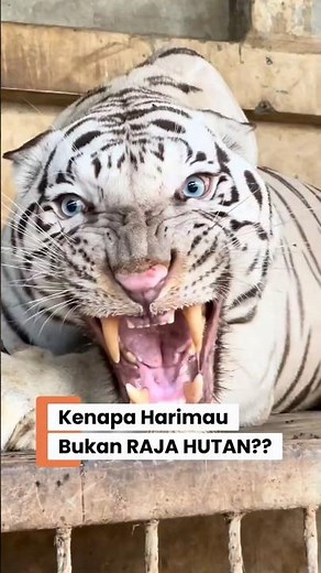 Why is the Lion Called the King of the Jungle? Even though the Tiger is Stronger!