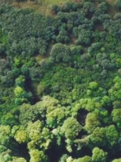 remember to take care of the earth today! Conserving wildlife is not only important for emotional levels, but also because it is crucial for maintaining healthy ecosystems, preserving biodiversity, helping with climate change. This is bc animals play vital roles in pollination, nutrient cycles, water quality, and carbon storage, and losing species disrupts the processes they take which impac our air, water, and food. #conservation #conservativesoftiktok #climateaction #biodiversity #nature