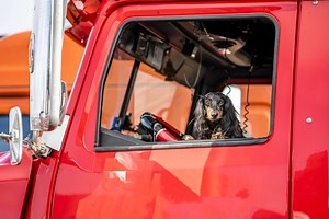 Top Trucking Companies with Pet Policies - TDI