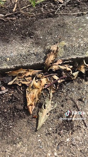 Unkraut entfernen mit heißem Wasser: Chemiefrei im Garten