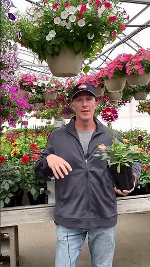 How to Over Winter Dahlias - Storing Dahlia Tubers #dahlias