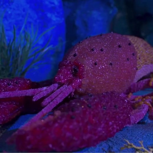 1.4K views · 3 comments | Don't miss NYC's #1 Candy Museum. This must-see experience will take you on an unforgettable journey through a sugar-coated paradise with larger-than-life candy sculptures and sweet treats at every turn. Book your tickets now at Candytopia.com. | Candytopia | Facebook