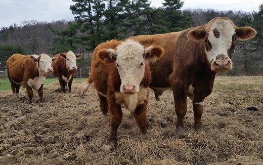 Raising Cows: The Ultimate Guide