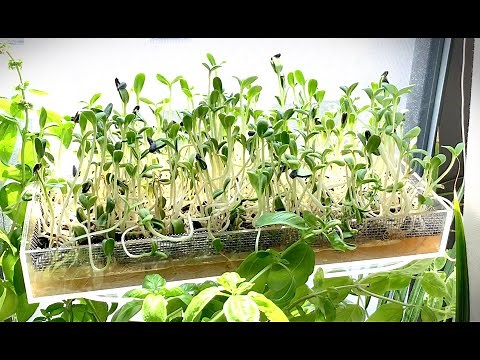 How To Grow Hydroponic Sunflower Microgreens (No-Medium)
