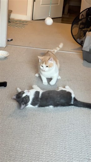 Why Cats Fight During Mating Season | Male Cat vs Female Cat Behavior Explained