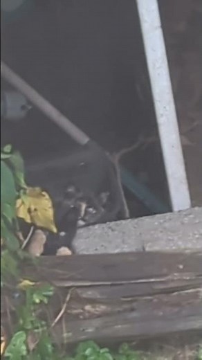 Neighborhood animals cats remake