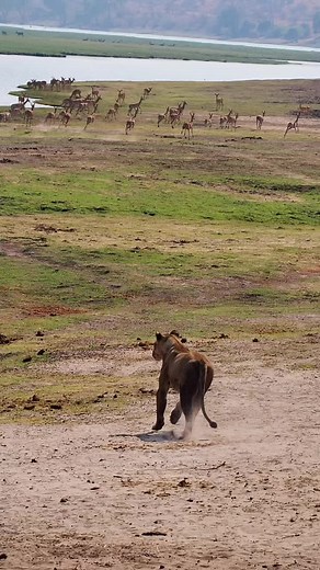 What I saw in #chobe Game Reserve in #botswana 😲 #luxury #safari