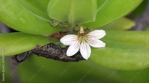 Closeup of the Scaevola taccada (half flower) white flowers. Big Island, Hawaii, USA