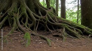 Giant tree roots in lush forest with nature background.