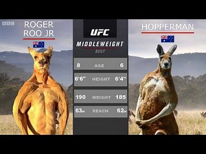 Kangaroo Fight With UFC Commentary