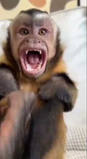 Monkey Snatches Phone and Gets Angry 😂 Funny Monkey Prank