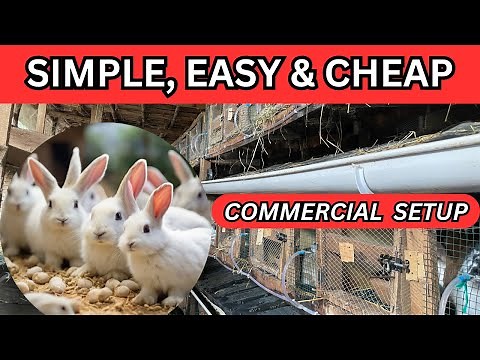 OUR COMMERCIAL RABBITRY SETUP | SIMPLE RABBIT FARMING SYSTEM