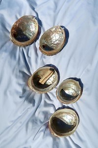 Hand-picked Abalone Shell, Smudging Bowl & Keepsake Dish (2.5-3.5 Inch) - Etsy