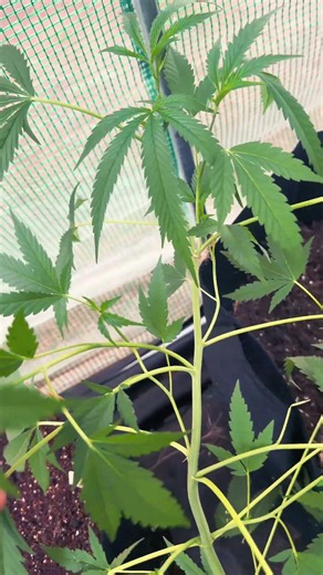 Young Plants Starting Strong Check the Leaf Structure #farming #plants