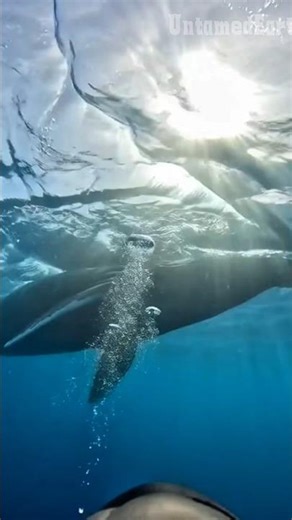 Whale Passing Overhead | Realistic GoPro Scuba Dive Experience 🐋