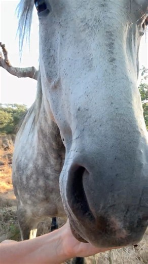 Horse won’t let me film her #horse #horsebehaviour #equestrian #nature #wildhorses