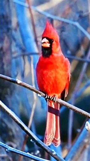 NORTHERN CARDINAL‼️BERSUARA MERDU LANTANG ✅✅