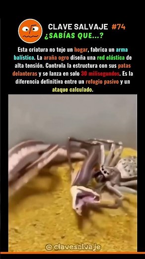 ¡La Red Balística De La Araña Ogro! 🤯 74% #naturaleza #animales #ciencia