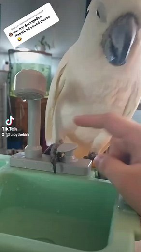 Reply to @itakeouttrash #furbythebirb #spongebob #thelid #talkingbird #talkingparrot #umbrellacockatoo #parrotsoftiktok #birdtok #parrot #viral #toy