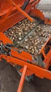 150K views · 613 reactions | Over 15,000 daffodils were planted with our machine from the Netherlands. We plan on adding more and more daffodils in the years to come. Since the closing of Daffodil Hill, perhaps we can be become the flatland daffodil place to be. #daffodils #bulbs #tulips #spring #flowersofinstagram #flowersoffacebook | Dutch Hollow Farms | Facebook