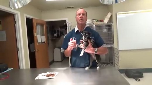 16 Causes of Blood in Dog Stool