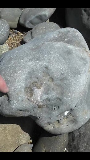 15K views · 314 reactions | Awesome skull! One of my best fossil finds yet #fossil #nature #discovery | Mamlambo | Facebook