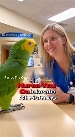 This parrot brought Christmas spirit… and then ruined it. 😭💀 It called her festive, asked about Christmas, then casually asked why Santa skipped her house for a boyfriend gift. 🦜🎄🔥 She didn’t stand a chance. Bent over laughing, wiping tears, completely exposed. The parrot stayed puffed up like it just canceled Christmas. 😂🦜 #parrottalking #parrot #funnyvideo #funnyreels #talkingparrot #funny | Parrot The Cops