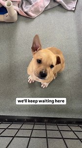 Don't make them wait another day... 💔 Don't worry, we're keeping them warm while they do. We're open today from 11am-4pm, come brave the cold for these shelter pups! | Nate's Honor Animal Rescue Center