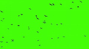 Birds flying on green screen background