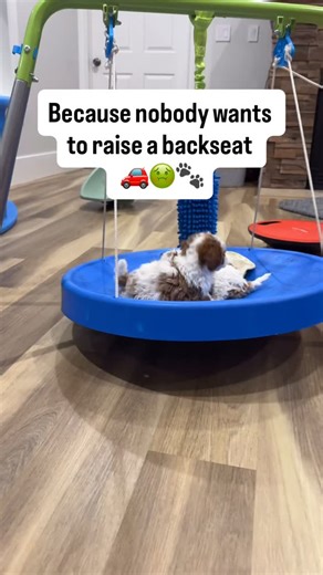Kari Roach | Ethical Cavapoo Breeder | Family Cavapoo Puppies on Instagram: "Because no one wants to be that family — the one whose dog gets carsick every single trip. 🚗🤢 We start motion training way before their first car ride. Our puppies practice balance and movement on: 🎠 Swings 🌀 Wobble boards 🧺 And one very overworked washing machine that definitely deserves a raise It looks cute, but it’s actually strategic: early motion exposure builds confident travelers. No drool. No panic. No “so