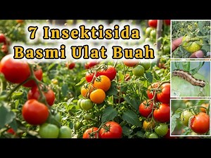 Obat Insektisida Ulat Buah Tomat