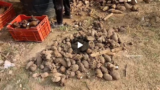 #doyouknow #seedmultiplication #worldfoodforum #africanfarming #yamplanting #zerohunger2030 #goodworkculture #youthinagricbusiness #vegituberfarms #vegituber #foodinsecurity… | Vegituber Farms Limited