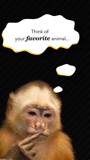 Joel Sartore- Photo Ark on Instagram: "Click the first link in my bio to get your Photo Ark favorites today! Use codes printholiday2025 and specialty2025 at checkout"